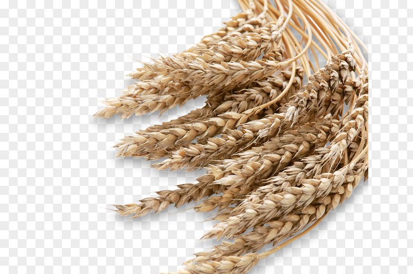 Barley Emmer Cereal Whole Grain PNG