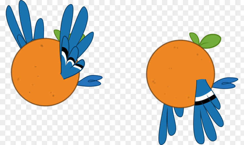 Bird Orange Chicken Blue Jay County PNG