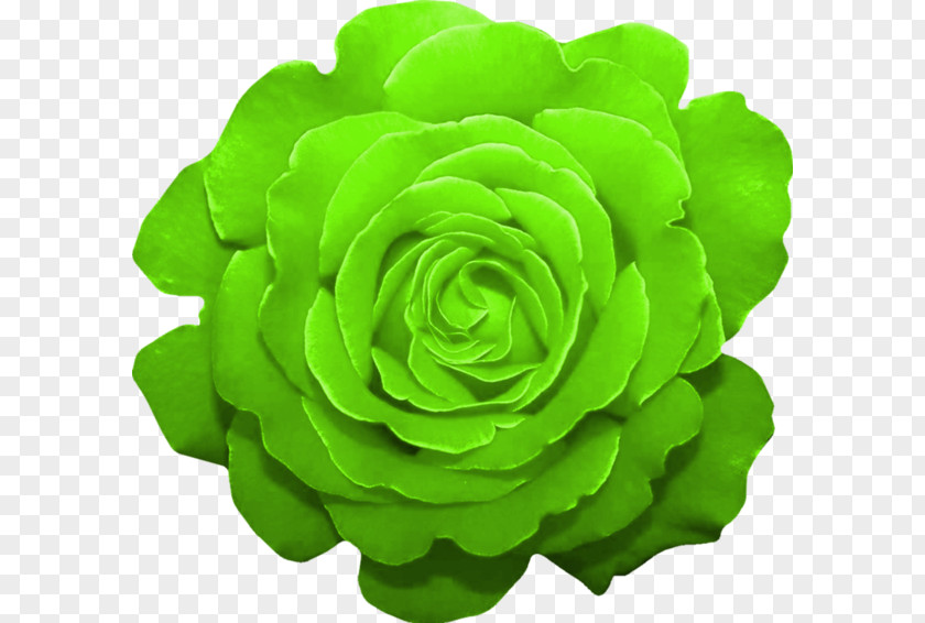 Bouqets Garden Roses Green Cut Flowers Color PNG