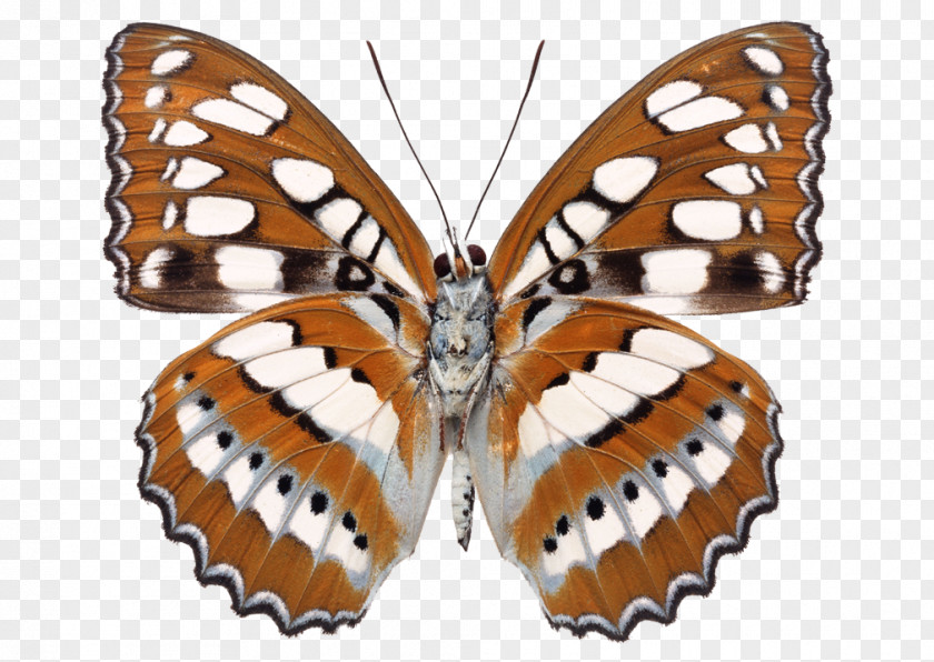 Butterfly Milkweed Stock Photography Desktop Wallpaper PNG