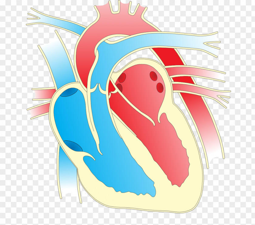 Heart Illustration Clip Art Diagram Openclipart PNG