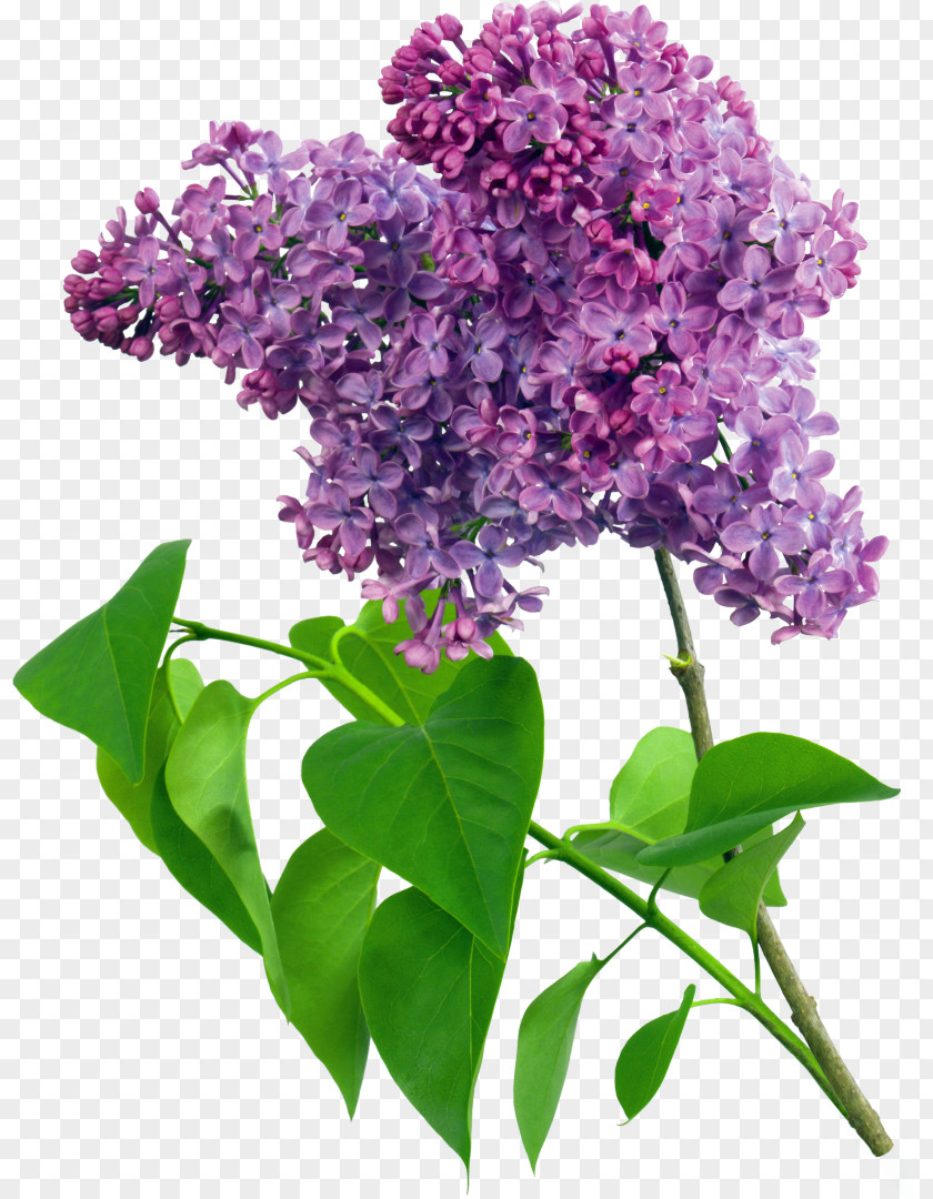 Purple Flower Common Lilac Violet Clip Art PNG