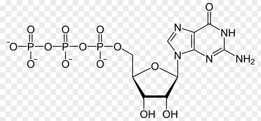 Tripping Guanosine Triphosphate Monophosphate Adenosine Uridine Biology PNG