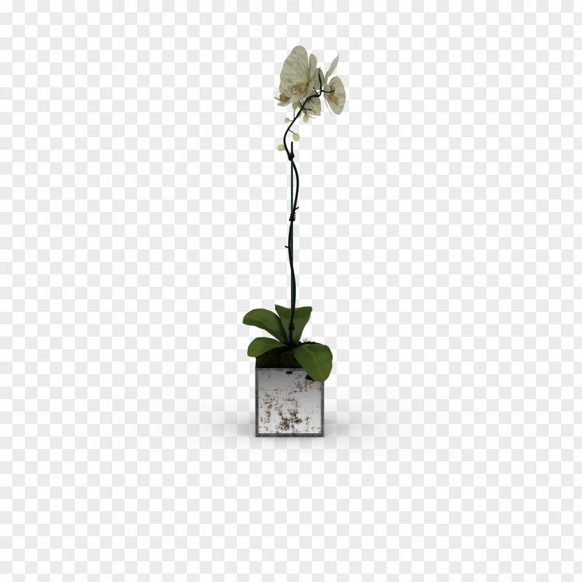 White Flowers Fresh Bouquet 3D Computer Graphics Modeling Flower PNG