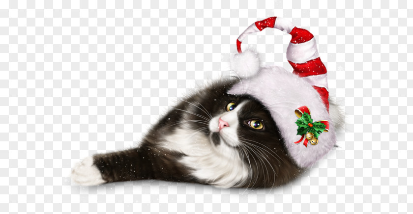 Animals Image Cat Whiskers Kitten Christmas Ornament Day PNG