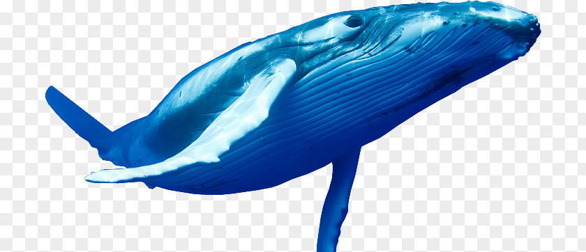 Blue Whale Pic Suicide PNG