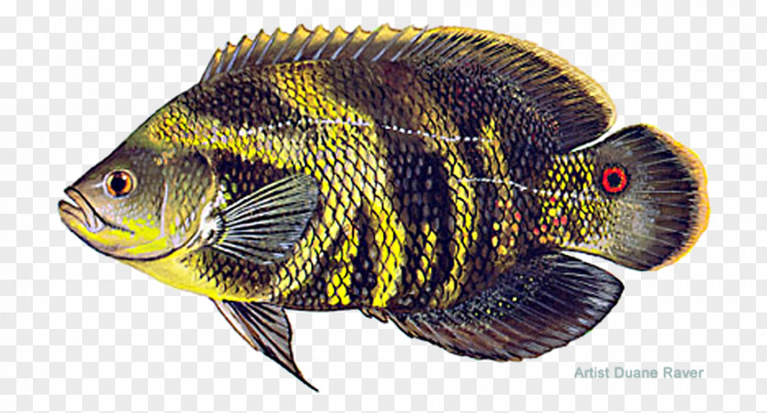 Fish Oscar Tilapia Green Sunfish Aquarium PNG