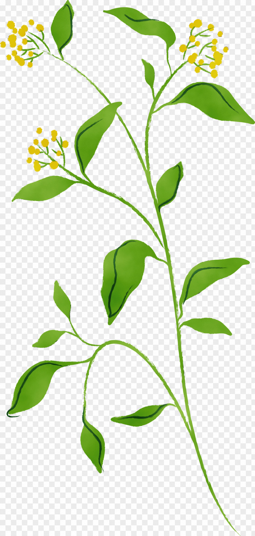 Flower Plant Leaf Stem Tree PNG