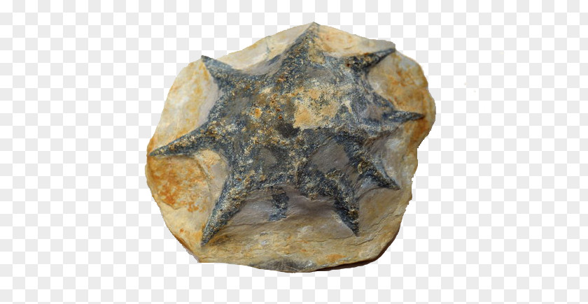Gray Fossil Starfish Dinosaur Parrots Of The World PNG