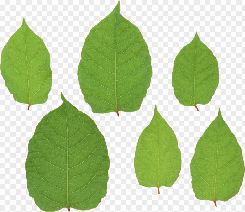 Leaf Green Image File Formats PNG