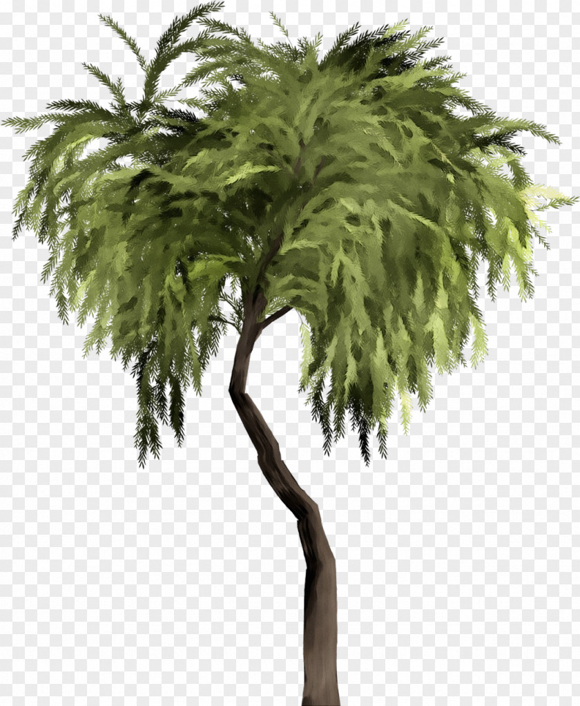Plant Stem Flower Palm Tree PNG
