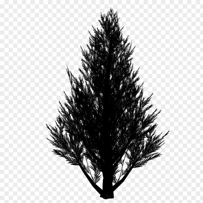 Spruce Christmas Tree Fir Ornament Pine PNG