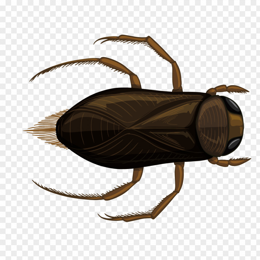 Vector Bucket Cricket Insect Illustration PNG
