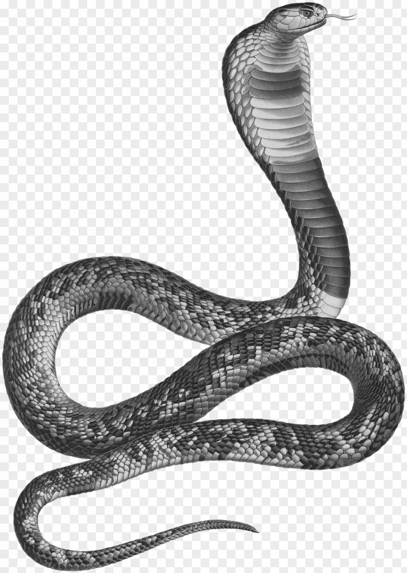 Egypt Snakes Ancient Asp Egyptian Cobra PNG