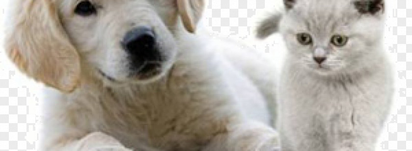 Golden Retriever Labrador Yorkshire Terrier Maltese Dog Puppy PNG