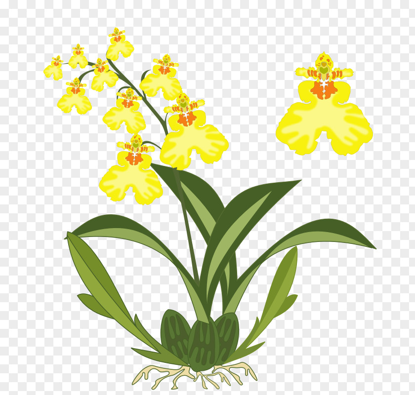 Orchids Images For Free Dancing-lady Orchid Plant Cattleya Clip Art PNG