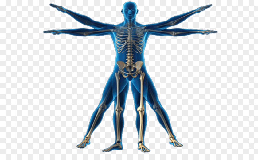 Physical Body Vitruvian Man Human Anatomy Homo Sapiens PNG