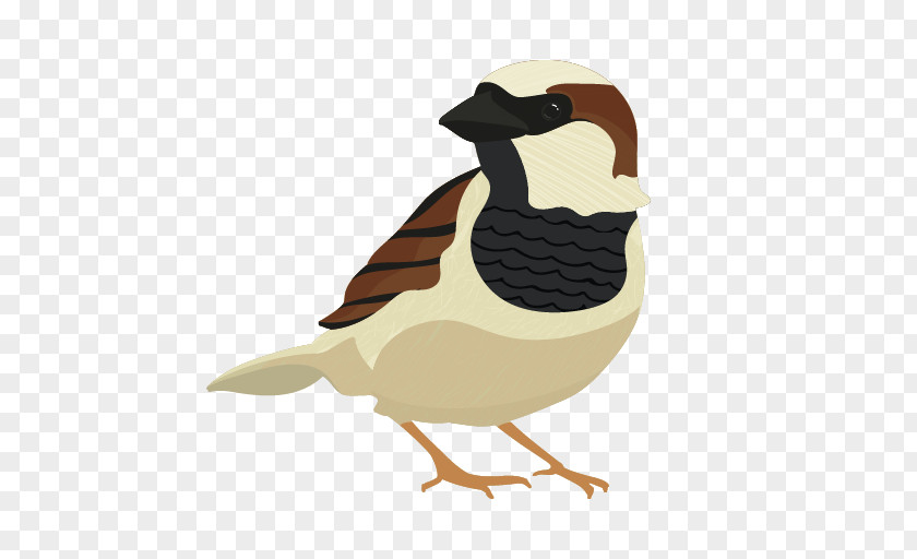 Sparrow Draw Birds Drawing House Cartoon PNG