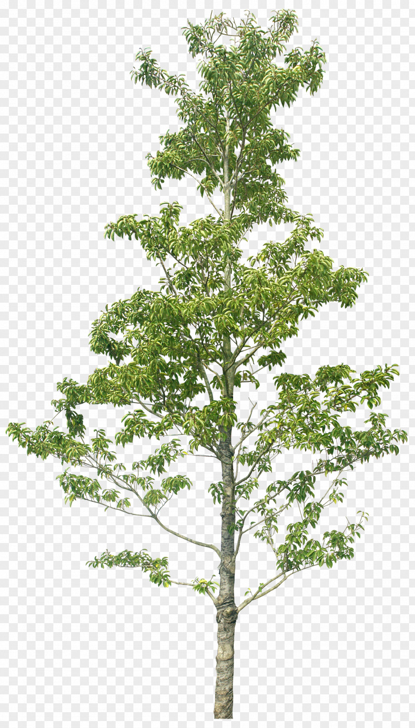 Tree Larch Image Greening Plants PNG