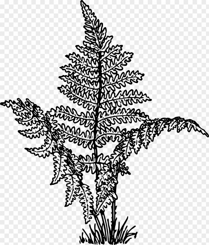 Vascular Plant Pine Plants Drawing Fern PNG