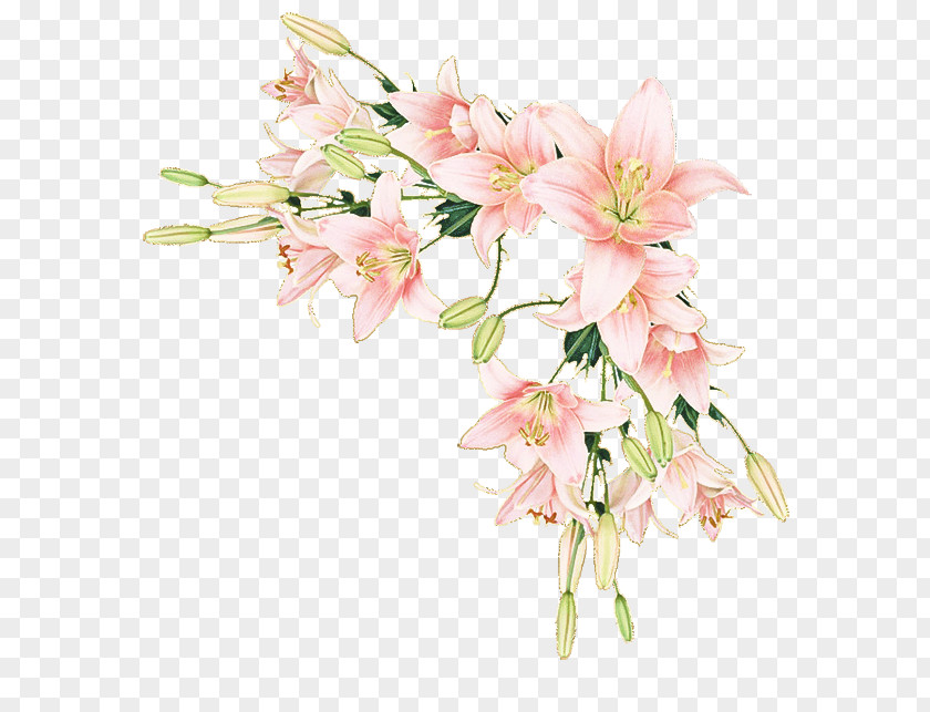 Blossom Bouquet Flower Flowering Plant Pink Cut Flowers PNG