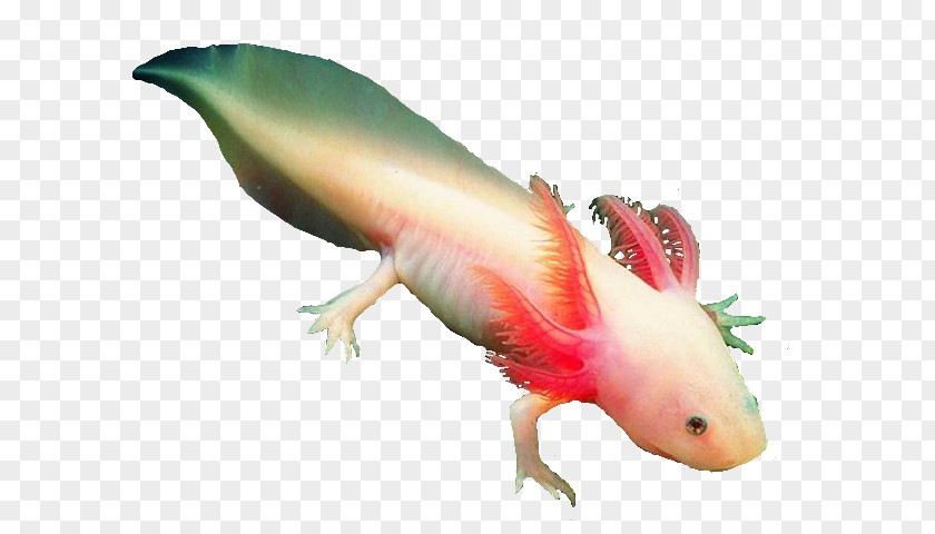 Salamander Axolotl Clip Art Image PNG