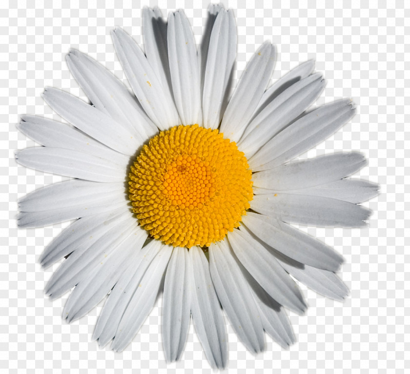 Sunflower German Chamomile Tina Nails Extract Tea PNG