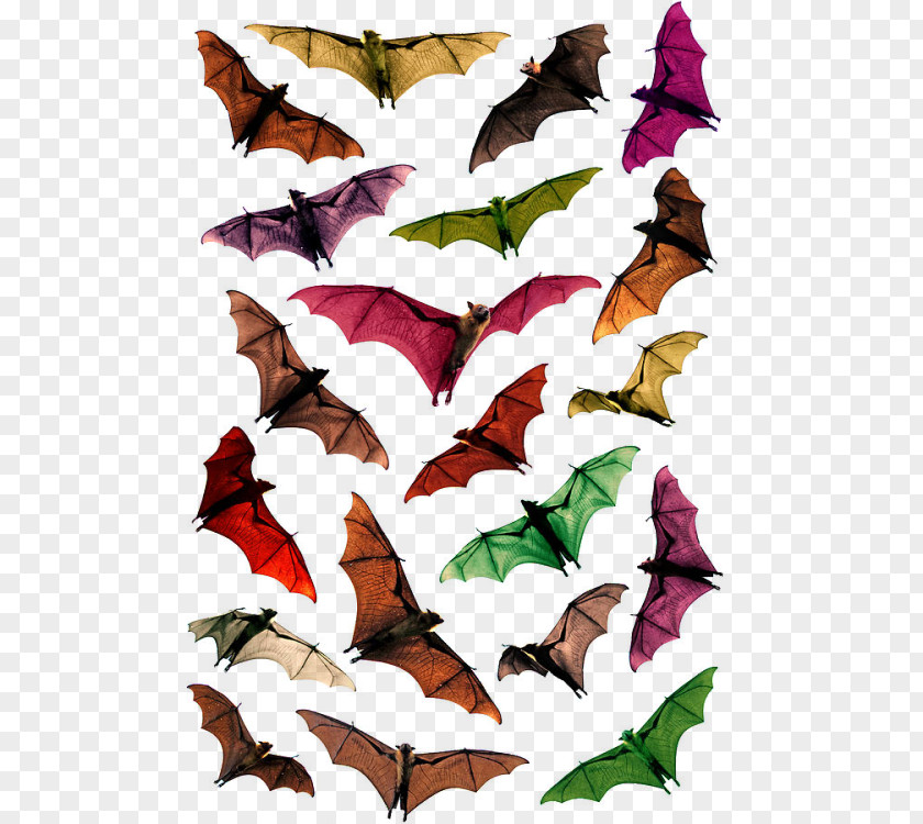 Bat Megabat Bracken Cave Large Flying Fox PNG
