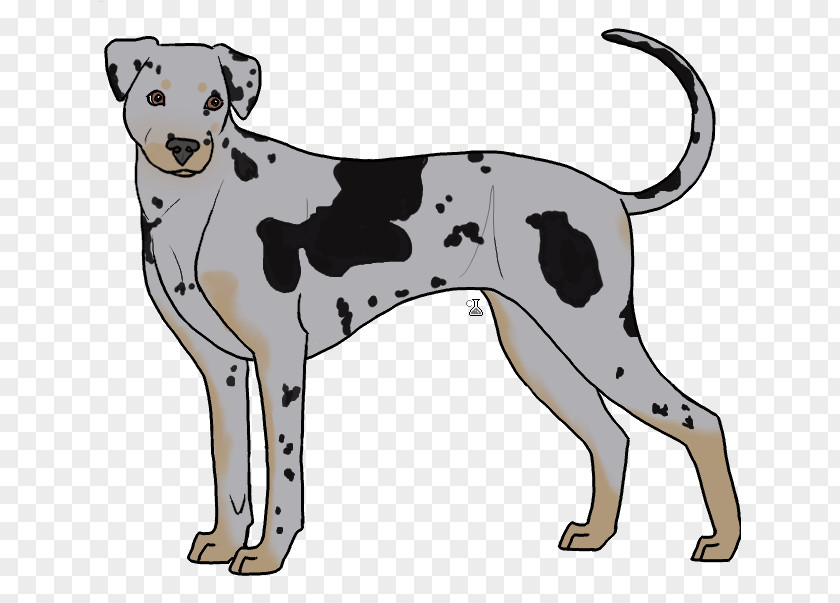 Catahoula Dalmatian Dog Breed Non-sporting Group Crossbreed PNG