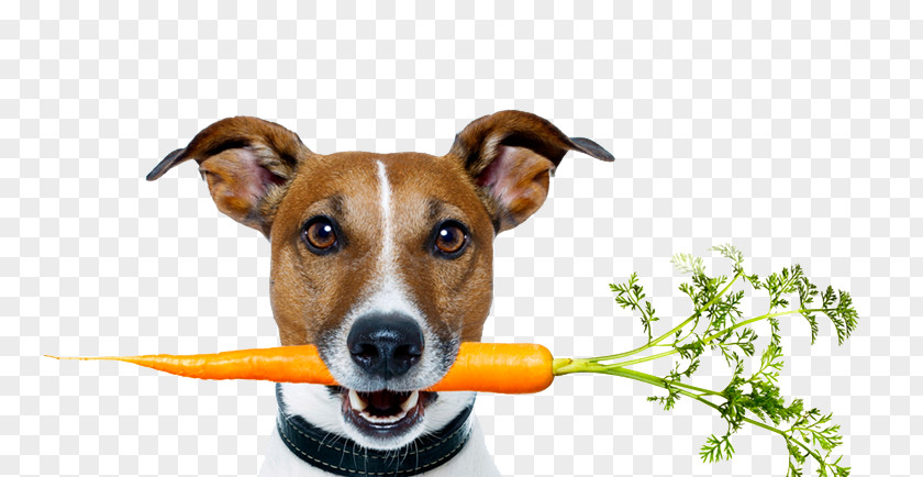 Dog Food Raw Foodism Health PNG