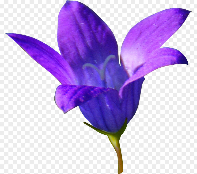 Flower Bellflowers Clip Art PNG