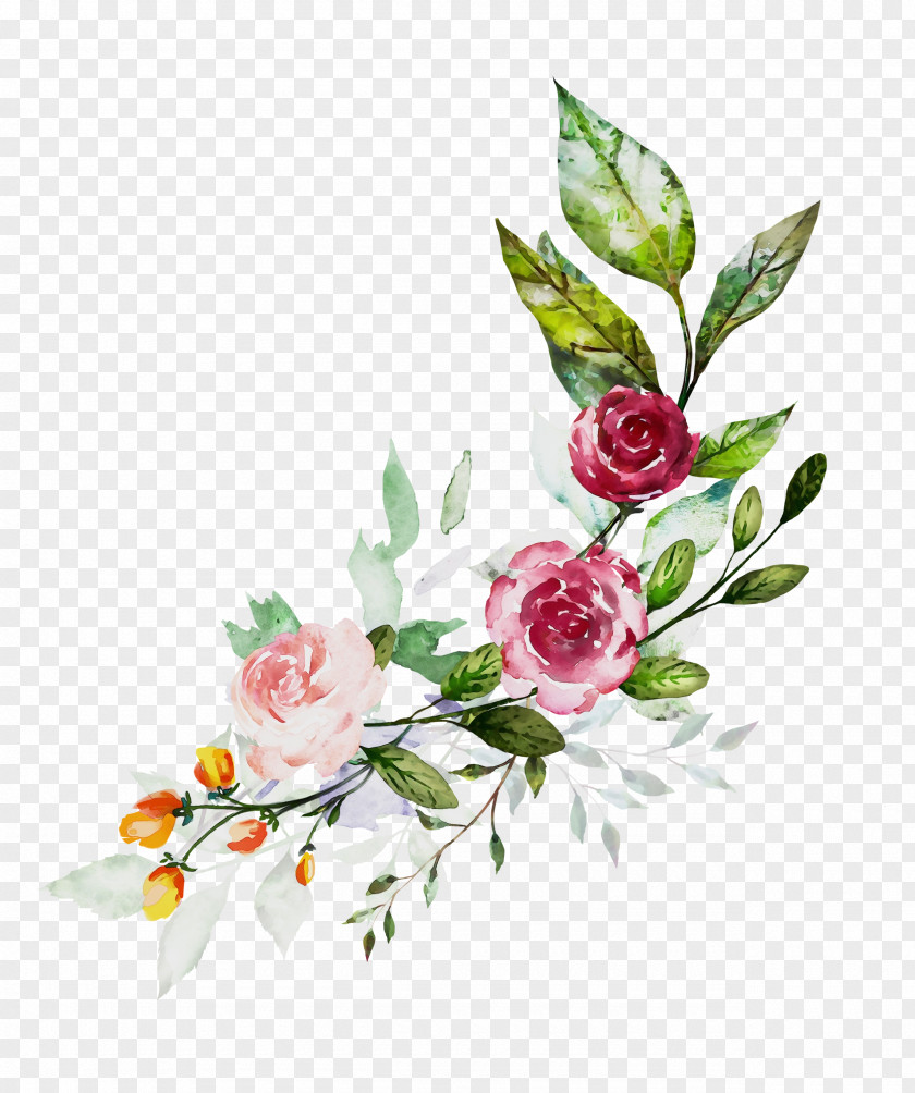 Garden Roses Cabbage Rose Cut Flowers Floral Design PNG