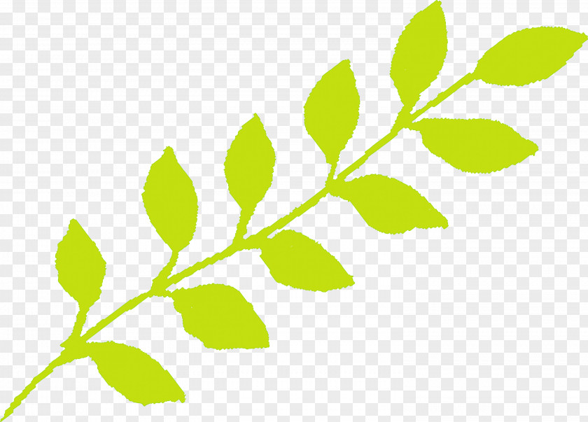 Leaf Green Plant Flower Branch PNG