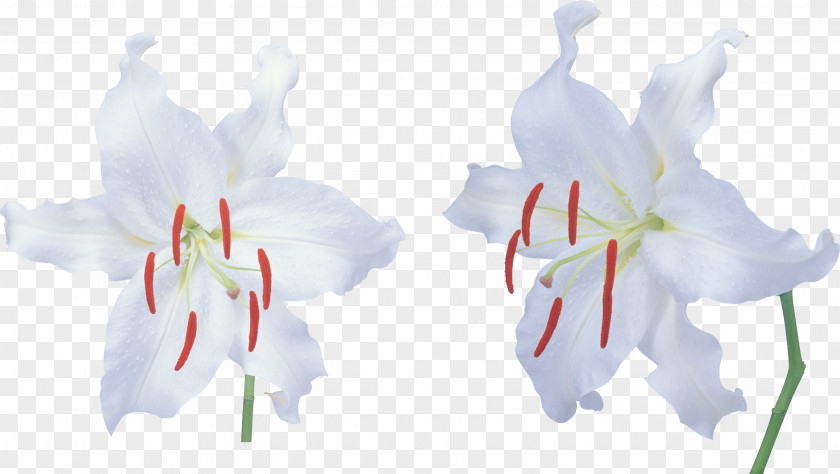 Lily Flower Lilium Candidum Clip Art Petal PNG