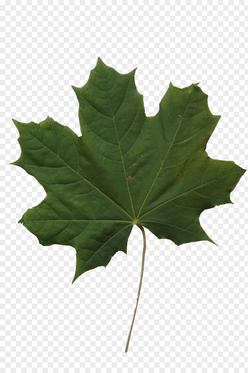 Maple Leaf Texture Mapping PNG