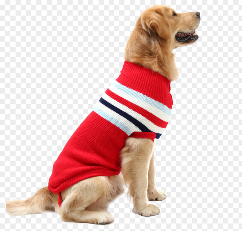 Puppy Golden Retriever Sweater Dog's Fashion Pet PNG