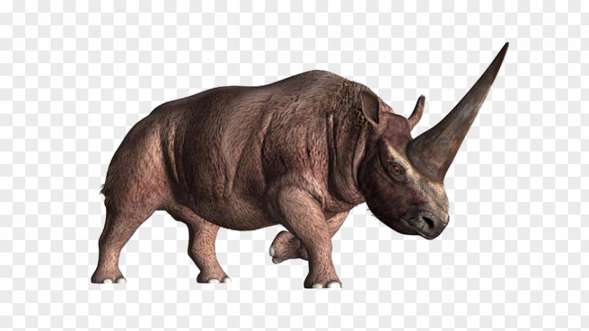 Rhino Creative Elasmotherium Horn Unicorn Prehistory Woolly Rhinoceros PNG