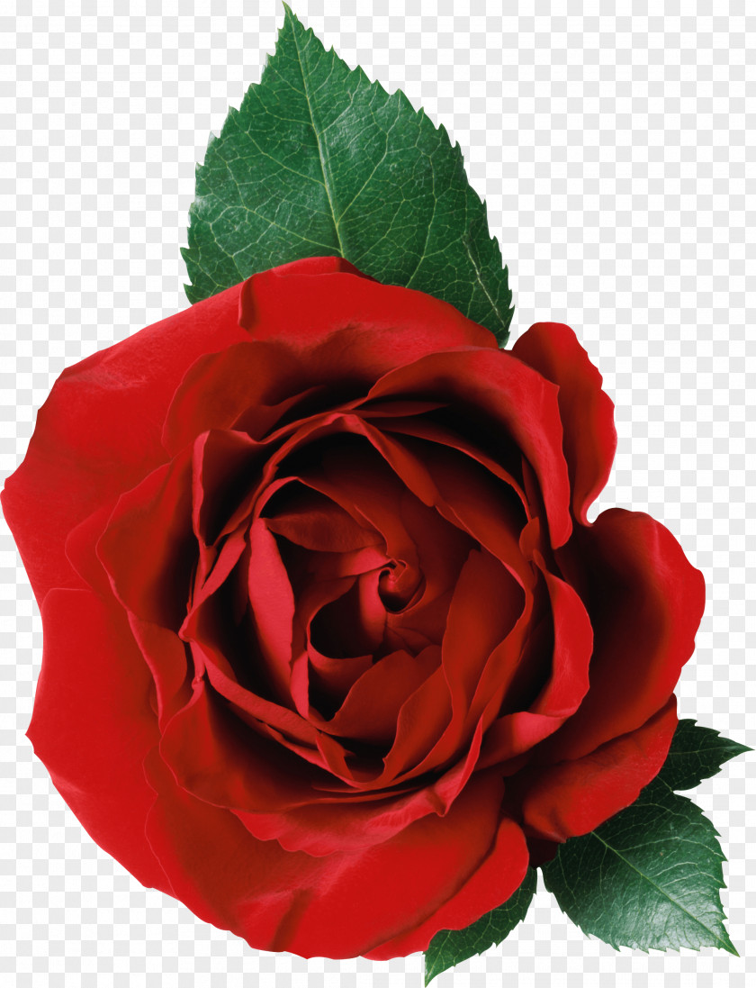 Rose Image Picture Download Clip Art PNG