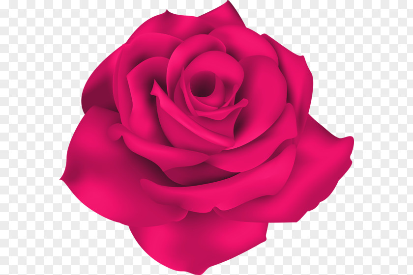Singe Garden Roses Cabbage Rose Desktop Wallpaper Clip Art PNG