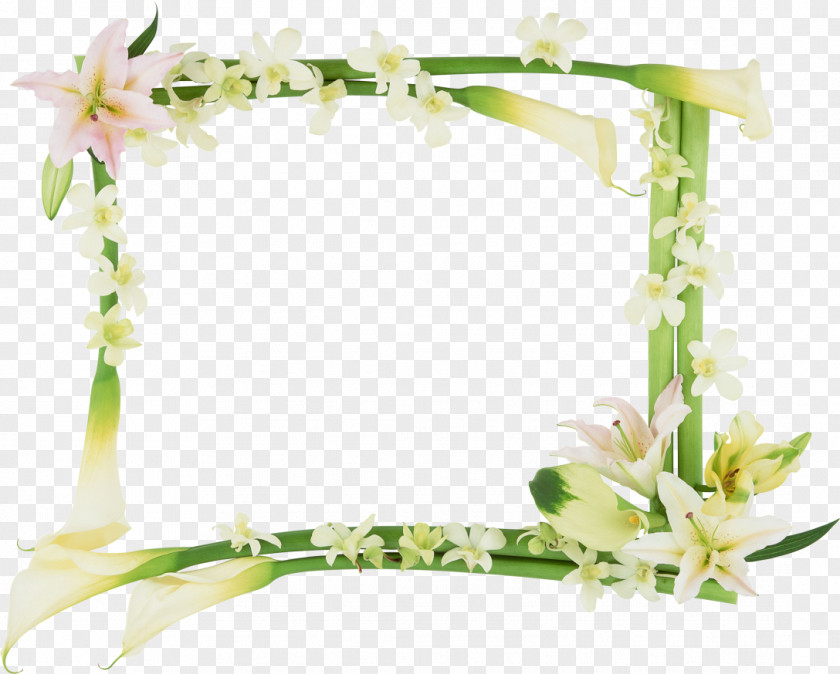 Wounds Picture Frames Flower PNG