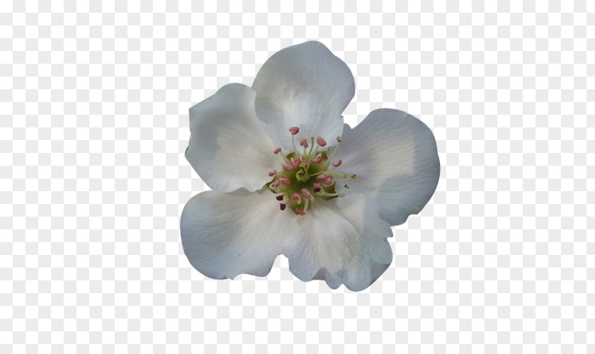A Blooming Pear Petal Picture Material Blossom Flower Google Images PNG