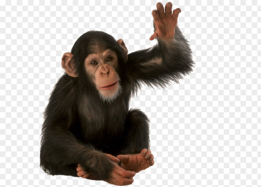 An Orangutan Animal Monkey PNG