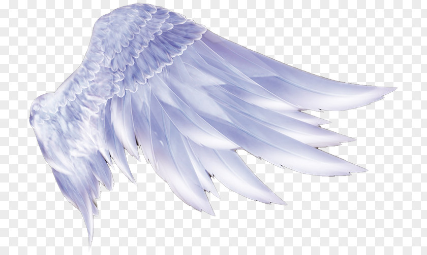 Angel Wings Wing Icon PNG