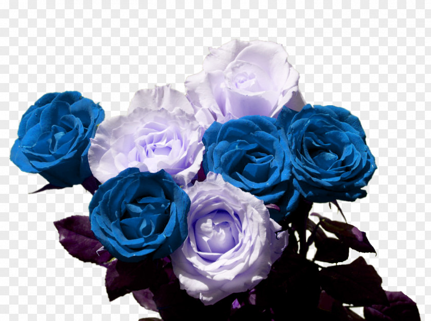 Flower Blue Rose Garden Roses Cabbage Bouquet PNG