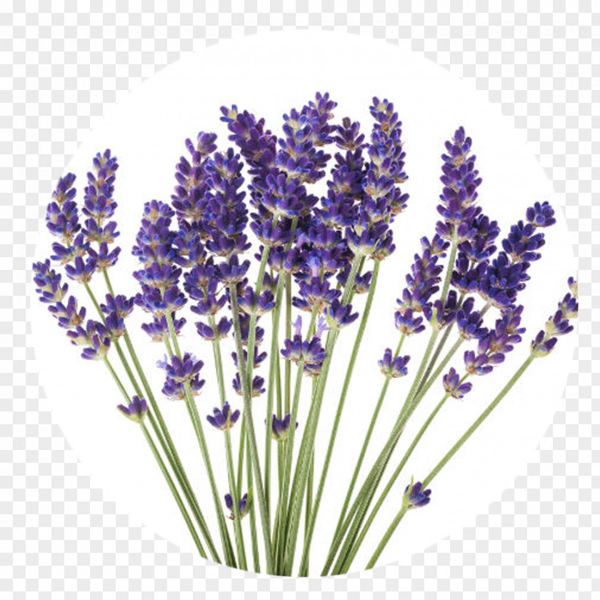 Flower English Lavender Stock Photography Plant French PNG