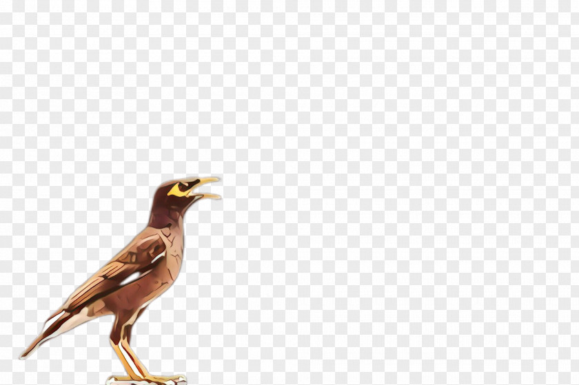 Perching Bird Wildlife Beak Acridotheres Common Myna PNG