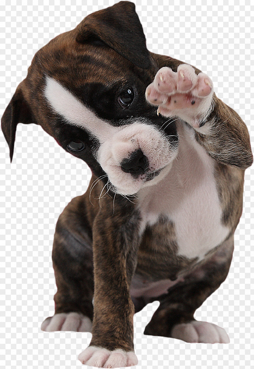 Puppy Boxer American Bulldog Paw PNG