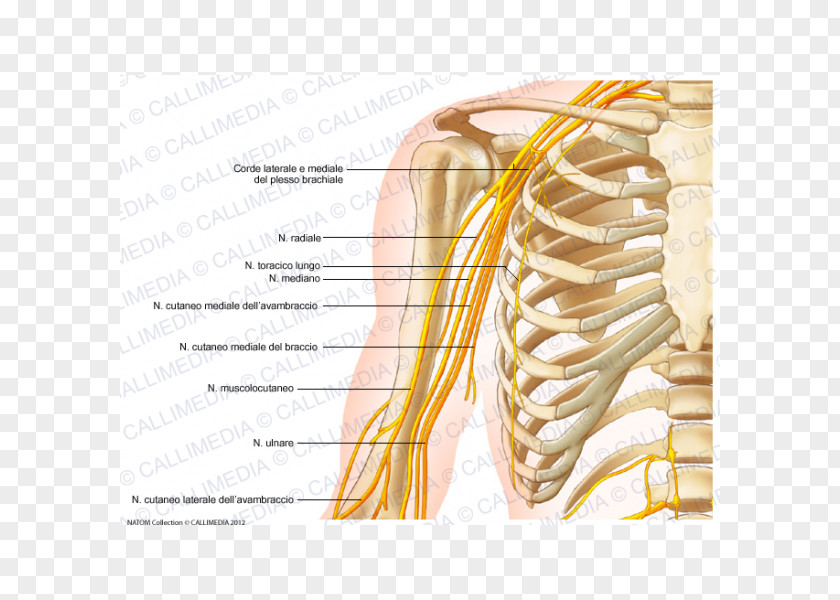 Arm Nervous System Anatomy Human Body Nerve PNG