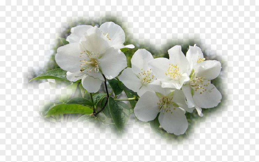 Cherry Blossom Jasmine Rose Family PNG