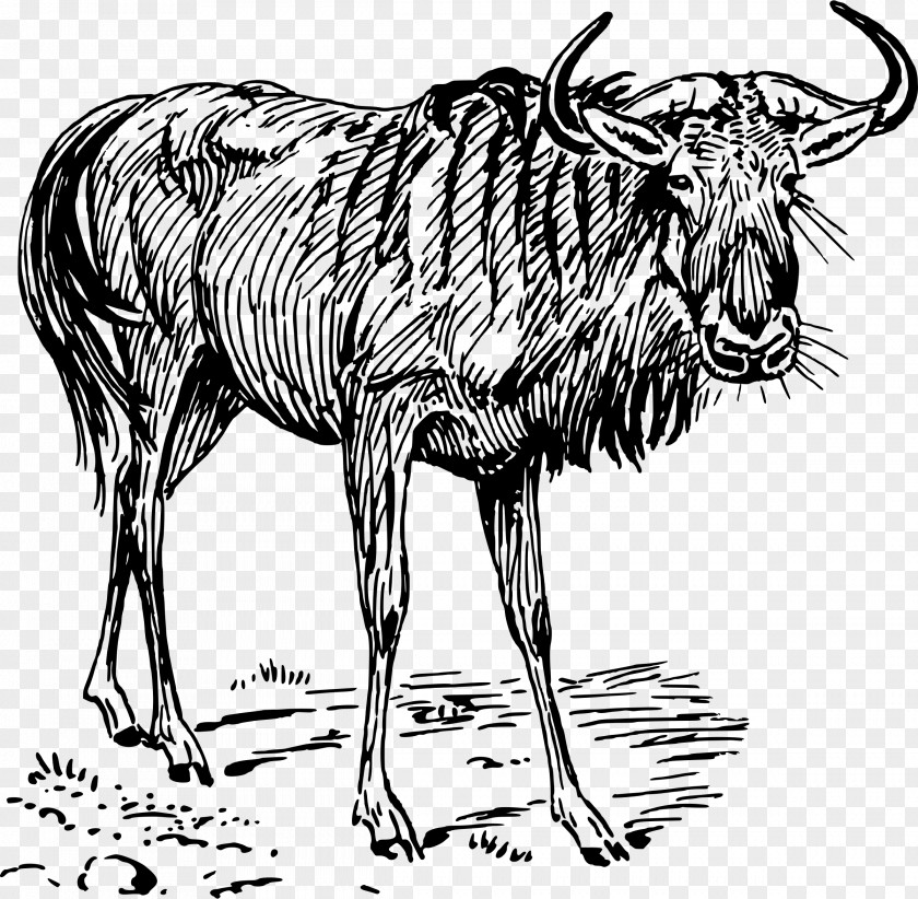 Gnu Wildebeest Clip Art PNG